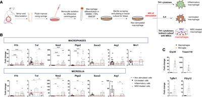 Extracellular vesicles released by microglia and macrophages carry endocannabinoids which foster oligodendrocyte differentiation